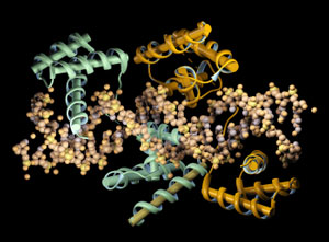 Transcription Factor binding to DNA
